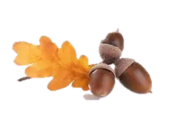 Oak Leaf and Acorns - nature - Transparent Layer PNG