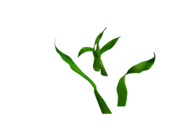 Bamboo - green - Designer Recommended PNG