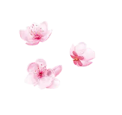 High Resolution PNG - nature - Cherry Blossom - Pic 1
