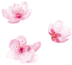 Cherry Blossom - Curated PNG - flower - Pic 2