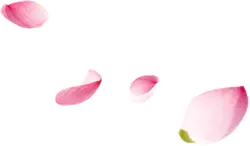 Petals - beautiful - light - No Background PNG