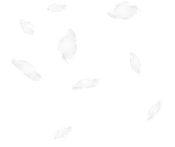 Feather - feather - white - High Resolution PNG