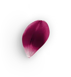 Petal - leaf - pink - Transparent Background PNG