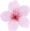 Cherry Blossom - beautiful - Popular Download PNG
