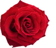 Rose - romance - High Quality PNG