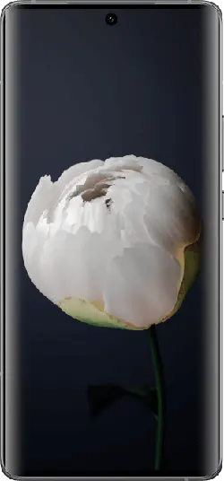 White Peony Flower - petal - No Watermark PNG