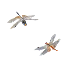Dragonfly - insect - Transparent Layer PNG