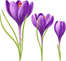 Crocus sativus - No Background PNG