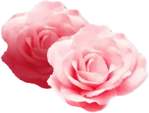 Pink Rose - Fast Download PNG - Popular Download PNG