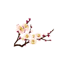 Plum Blossom - Free for Commercial Use PNG - pink