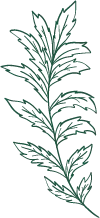 Plant Branch and Leaves - nature - Free Download PNG