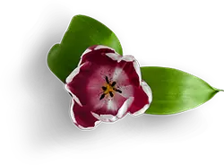 Tulip - Recommended PNG
