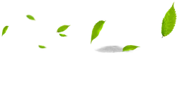 Leaves Falling - background - No Background PNG