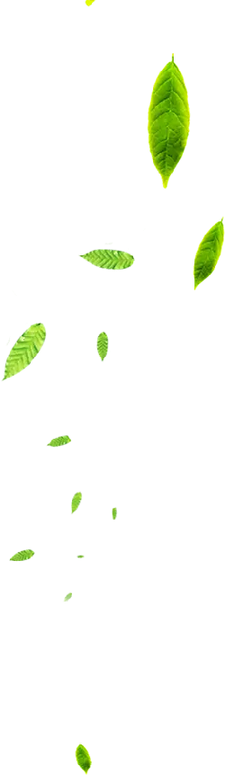 Falling Leaves - nature - leaves - Free Download PNG