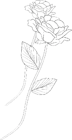 Two Roses - black and white - PNG Images
