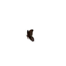 Archduke Butterfly - brown - High Resolution PNG