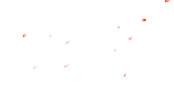 Cherry Blossom Petals - Free Download PNG
