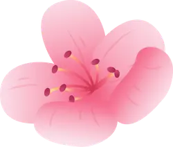 Cherry Blossom - beautiful - spring - No Background PNG
