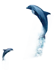 Dolphin - jumping - Free Download PNG