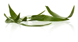 Aloe vera - plant - green - High Resolution PNG
