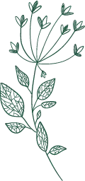 Green Plant Line Drawing - green - No Watermark PNG
