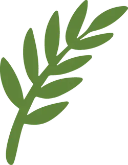 Olive Branch - plant - symbol - No Background PNG