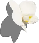 Orchid - elegant - No Background PNG