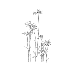 White Daisies - line art - Free Download PNG