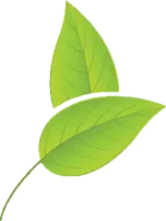 Three-leaved Plant - fresh - Transparent Background PNG