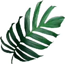 Monstera deliciosa - green - leaf - Free Download PNG