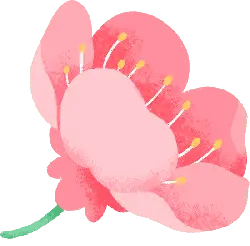 Peach Blossom - Lossless PNG - PNG