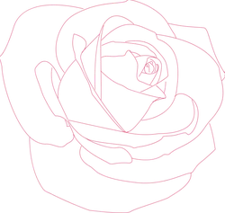 Rose - pink - line drawing - Transparent Layer PNG