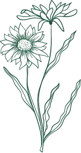 Sunflower - line drawing - green - Transparent Layer PNG
