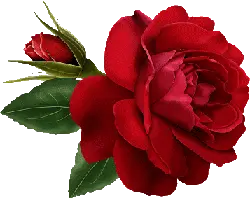Red Rose - nature - Free Download PNG