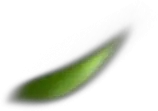 Green Leaf - leaf - Designer's Pick PNG
