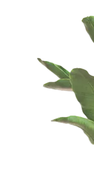 Green Leaves - PNG Images - No Watermark PNG