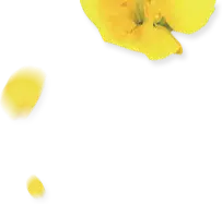 Yellow Butterfly - nature - Highly Rated PNG