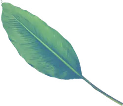 Banana Leaf - green - High Resolution PNG