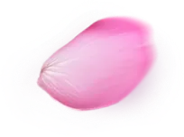 Petals - plant - Lossless PNG