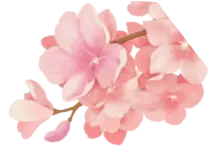 Cherry Blossom - beautiful - Transparent Background PNG - Pic 1