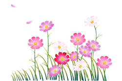 Pink and White Flowers - grass - PNG