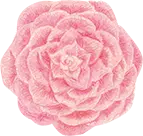 Pink Rose - PNG - No Background PNG