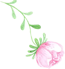 Pink Flower - illustration - PNG Images