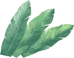 Feather - nature - leaf - No Background PNG