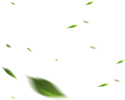 Green Leaves - leaves - Free PNG