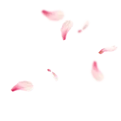 Pink Petals - High Resolution PNG - No Watermark PNG