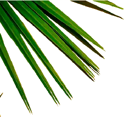 Palm Leaf - life - No Watermark PNG