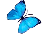 Blue Butterfly - beautiful - wings - Transparent Background PNG