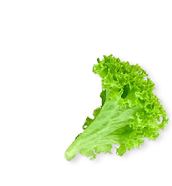 Lettuce Leaf - Fast Download PNG