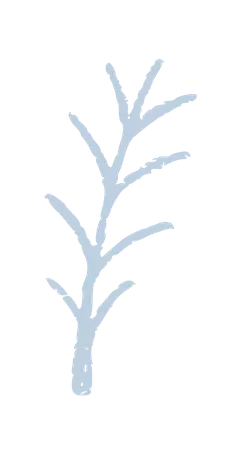 Branch - nature - white - Transparent Background PNG